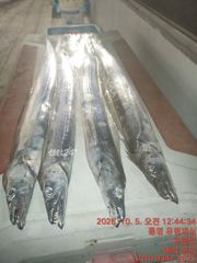 통영유림) 먼~바다왕갈치 어마어마하게 물어줍니다.7일부터 예약가능