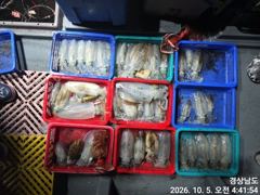 (무늬오징어)대물 집중공략 무시~고구마들 고잉메리호(6일 예약)