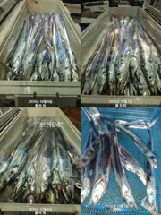 [여수,광양] [여수플라워호] 5일 갈치 조황~ 010-2004-5524