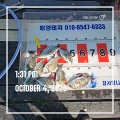 [통영] 해양레저 주말 흘림 감성돔 갑오징어 마리수 조황