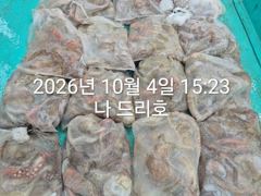 4일, 군산문어 ~싸이즈 확실한 덩치급 문어가~ 망탱이 굿조황~군산낚시프라자 나드리호
