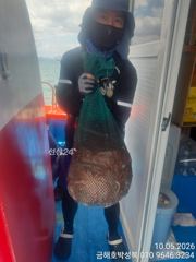 묵직한 문어로 냉동고 채우세요 한마리 한마리가 묵직 묵직합니…