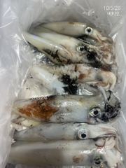 1호 먼바다갈치 2호 한치 조황 화,수,목,금,토~예약가능