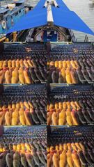 261002 녹동제니스2호 붉바리대박조황 사진