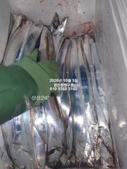 [마산] 내만갈치)은빛이 더욱더 빛납니다~3지가 와다닥~예약가능