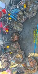 [통영] (문어)32수28수27수 전갱이 잡 듯 매일 초대박~고고써니호(…