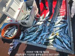 [경주] 5/월, 오전ㅡ씨알 좋은 고시삼치들, 방어들 폭발로 터지다!