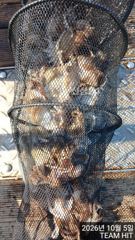탑클라스호 계속 이어가는 쭈꾸미조황! 내일6자리여유