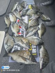 [마산] 진동(광암호) 3분 감성돔 이건 너무많아요