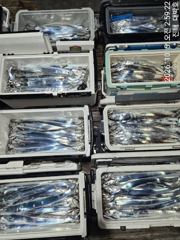 [진해대박낚시] 10월 5일 원도권 갈치텐빈 조황입니다.