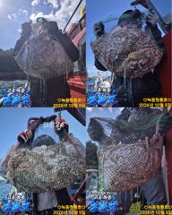 <고흥녹동>청룡호 5일 14분 돌문어 초대박조황!!(장원71수) 사진