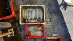 연휴 무늬팁런 조황입니다~