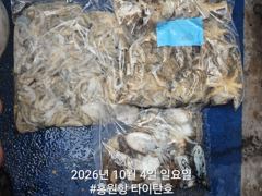 [홍원항타이탄호] 10월4일(일) 묵직해진 쭈꾸미,갑오징어 조황