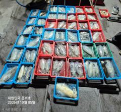 [남해] 무늬오징어