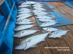 어제자 방어 지깅: 내 팔을 바꾼 방어의 묵직한 손맛 사진