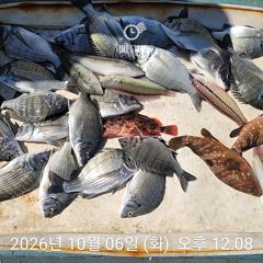 감성돔 찌낚시 조황입니다.