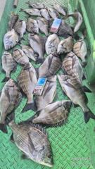 33분전 [진해] 10/6 강풍속에서도 개인두자릿수외 많이잡고~~ 내일예약가능