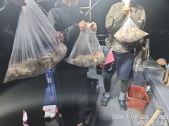 통영박프로호 야간 돌문어 마릿수 조황 사진