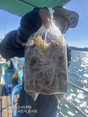 [사천] 이번주 쭈꾸미 출조합니다 연휴 자리여유 많습니다 마릿수 이벤트중