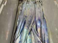 [진해] 한동안날굿이하더만 쪼매입질이살아나네요/예약가능