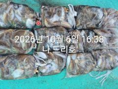 6일, 군산 갑오징어~대박시즌 ~오늘도 망탱이 굿굿조황 ~군산낚시프라자 나드리호