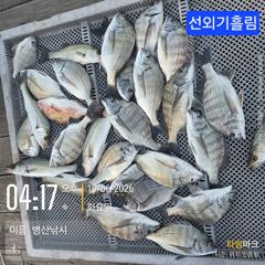 [고성] 병산 감성돔35외 마리수 선외기흘림조황~~