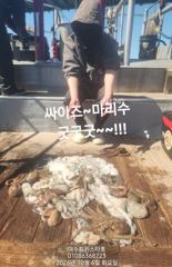 여수돌문어 연일대박조황ㆍ8일(목)문어전투 자리가능01086368723