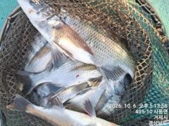 가조도 청곡연합레저 선외기 땐마조황 사진