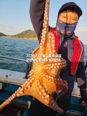 7일, 군산 왕문어 ~싸이즈 확실한 덩치급 왕문어~오늘도 굿~실시간~군산낚시프라자 챔피언호