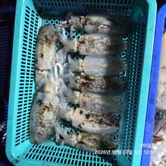 (팁런)21수20수 무늬오징어 마릿수 OK~스마일호(오늘 예약)