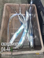 통영나이스피싱!!! 역시 그곳이 맟았다