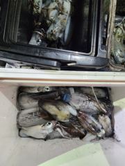 [거제] (팁런)고구마~무시 씨알 대박 먹물파티~대동낚시(오늘 예약)