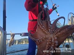 [진해] "돌문어" 1500g1200g1100g외 대물들15수13수12수… 사진