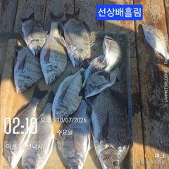 병산 감성돔4짜외 마리수 선상배&선외기흘림조황~~