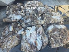 7일, 군산 쭈구미,갑오징어 연일대박~오늘도 망탱이대박 ~군산낚시프라자 그랜드호