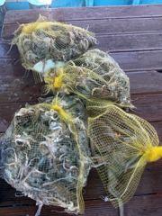 삼천포 물새호 주꾸미조황~ 내일자리여유
