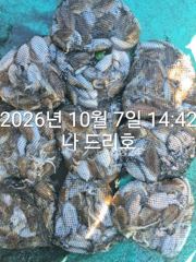 7일, 군산은 지금 갑오징어 천국~대박시즌 ~오늘도 대박 조황 ~군산낚시프라자 나드리호