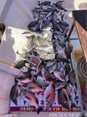 [마산] (행운호)38.외 감성돔 초 대박 조황(78수) 사진