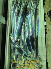 여수 시미터 피싱(갈치지깅/텐빈 전문선사)
