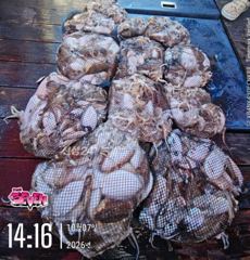 군산 뉴세븐호 ▶ 10월7일 쭈꾸미졸업식 ◀ 내일부터 갑오징어 주간출조!! 사진