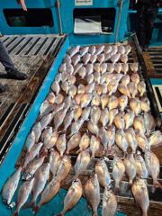 10.7 타이라바 조황