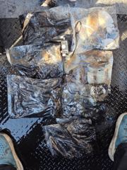 10월 7일 갑오징어