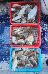 10월 7일 은양호 갑오징어 조황!!!!