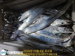 내만칼치ㅡ 물반 칼치반 어마어마하게 물어주네요(오늘 예약가능)