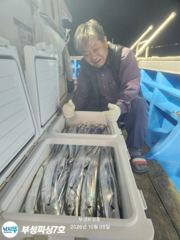 [통영] [부성피싱]왕칼치 초대박... 전원만쿨 초저녁부터 정신나간피딩 …