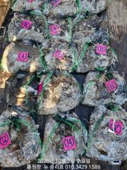 10월7일**쭈꾸미&갑오징어** 홍원항^^위풍당당^^(뉴~승리호) **1인 2망태기** 대~만~족 조황입니다!! 사진