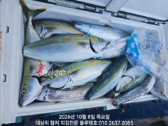 [경주] 8/목, 오전ㅡ고시삼치 여전히 지천, 대삼치, 중방어, 알방어도…
