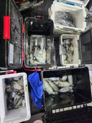 [거제] (무늬)입문자 승률 100프로 내만팁런 HOT해요~대동낚시(오늘… 사진
