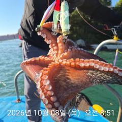 [사천] 문어 장원 24마리 씨알이!