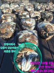 <레인보우호> 갑오징어 마무리 조황(8일)-싸이즈,마릿수 굿~!